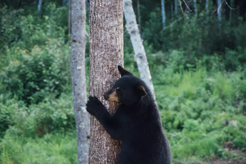 $1000 Reward for Info About Black Bear Shot in Ruston