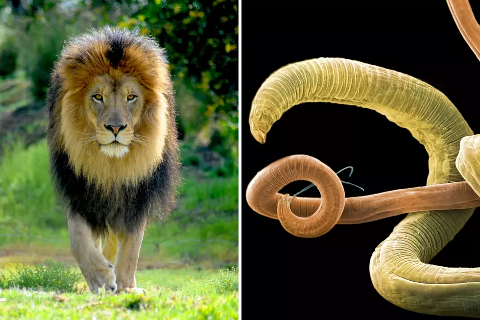 These Are the 15 Deadliest Animals in the World