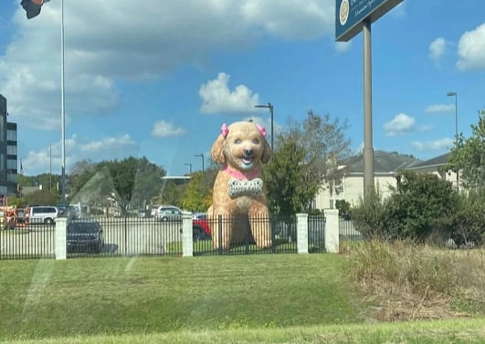 A Lawyer Made a Massive Inflatable of Family Dog to Celebrate Its
Birthday