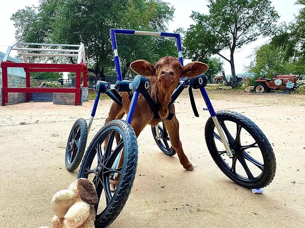 Disabled Calf&#8217;s New Wheelchair Allows Her to Take Her First Steps