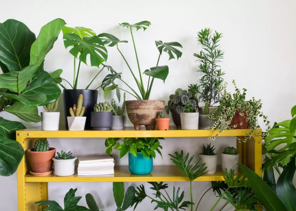 20 Tips to Help Your Houseplants Survive the Winter