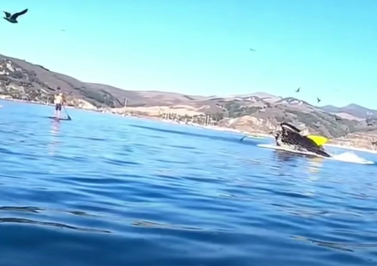 Shocking Video Shows Kayaker Nearly Swallowed by Whale