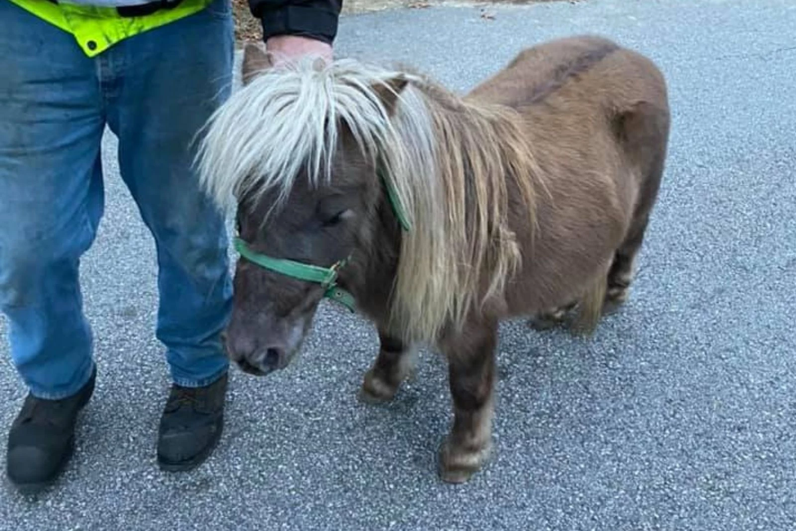 Adorable Miniature Horse Escapes and Has Himself a Day