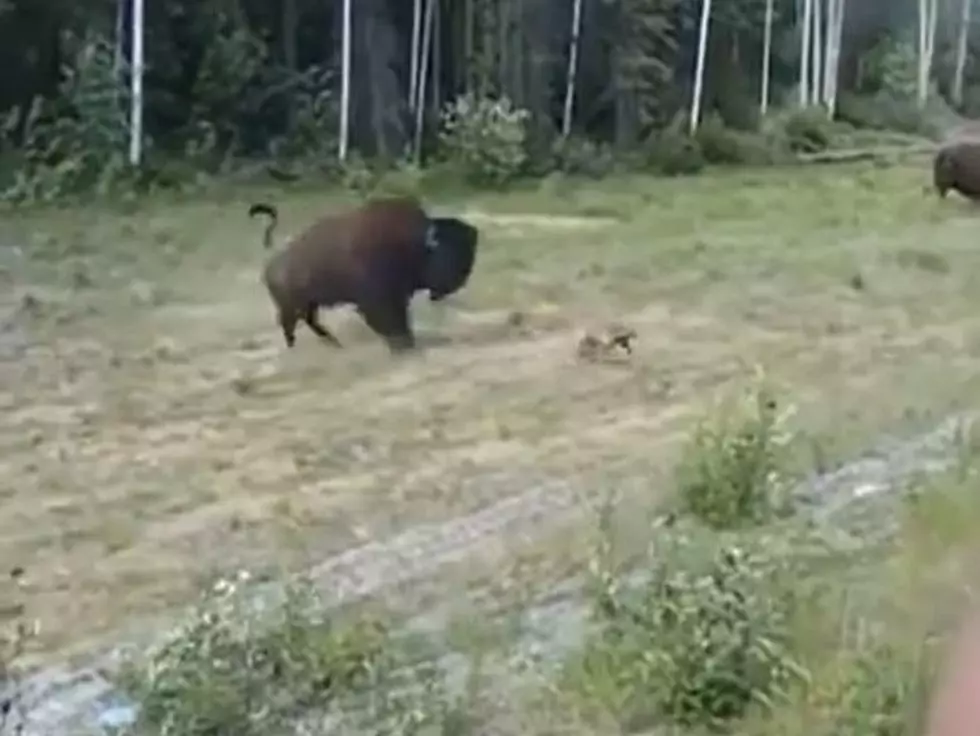 Bison Headbutts Pit Bull in Yellowstone National Park