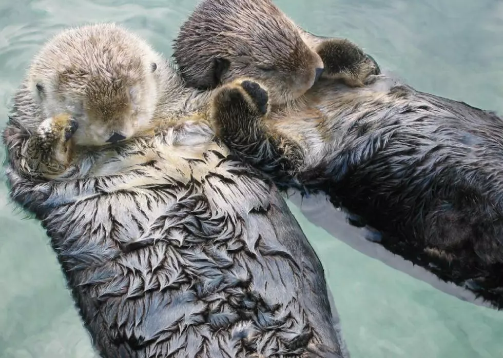 Sleepy Breathing Otter™️ – Otter Nap