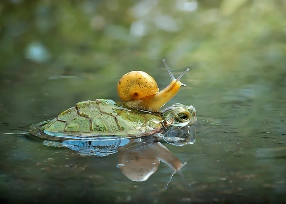 See 50 Stunning Animal Photos From Around The World see-50-stunning-animal-photos-from-around-the-world