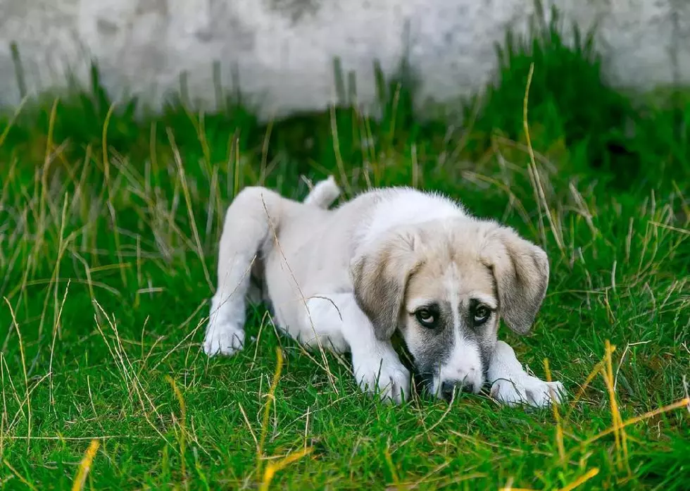 The Real Reason Your Dog is Eating Grass, It&#8217;s Not What You Think