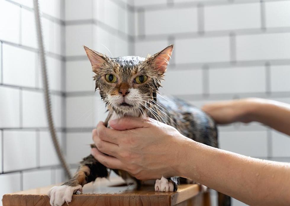 Сколько раз мыть кошку. Помытый кот. Кошку купают. Специальная вода для кошек. Как помыть кота который боится воды и царапается.