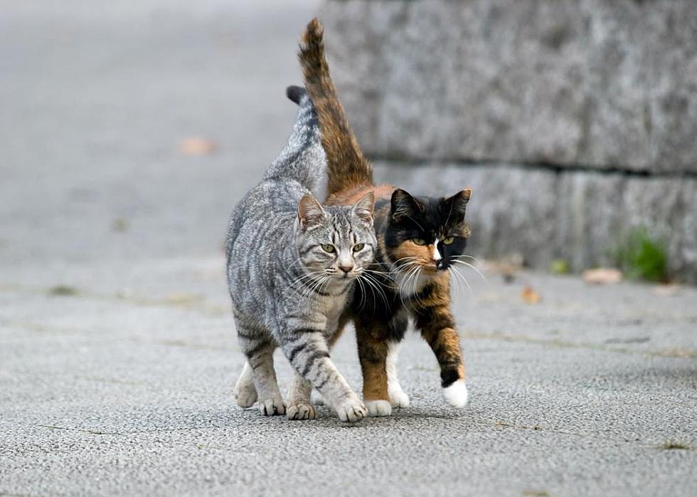 Шагающий кот. Кошка гуляет. Коты гуляют. Кошка несет котенка. Два кота.