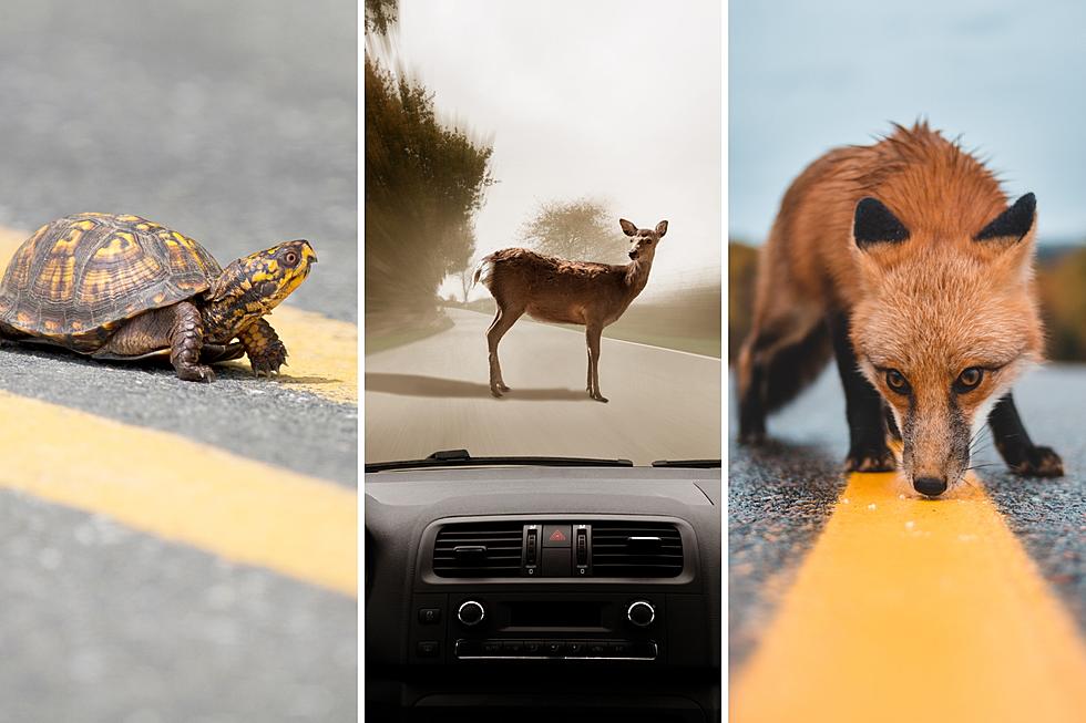 WATCH OUT: States Where You Are Most Likely to Hit an Animal