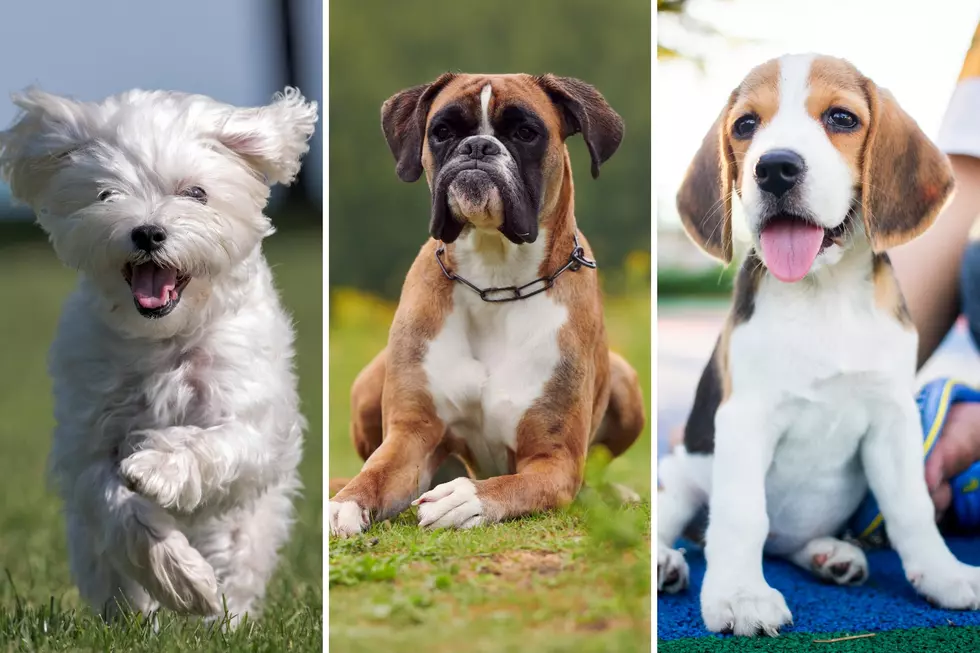 The Most Popular Dog Breeds in America