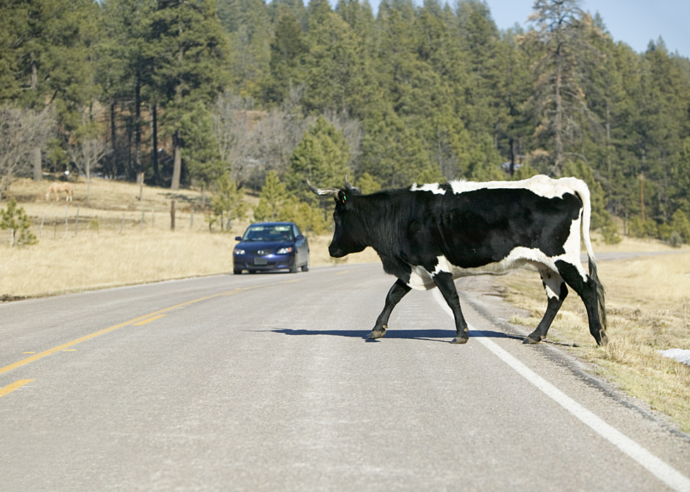 Бык на какой машине. Корова на дороге. Коровы переходят дорогу. Корова на трассе. Аварии КРС.