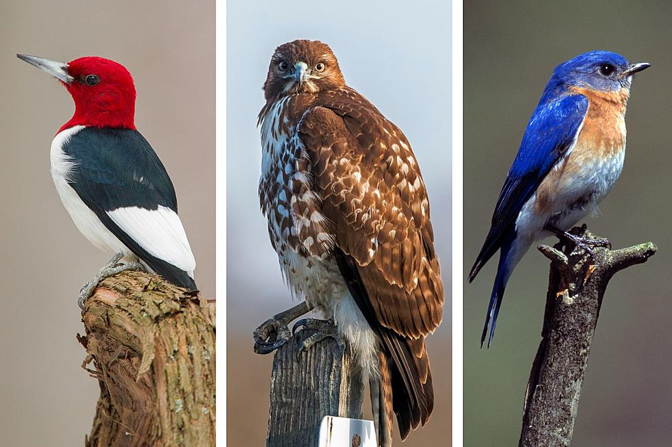 Most Commonly Seen Birds in New Jersey