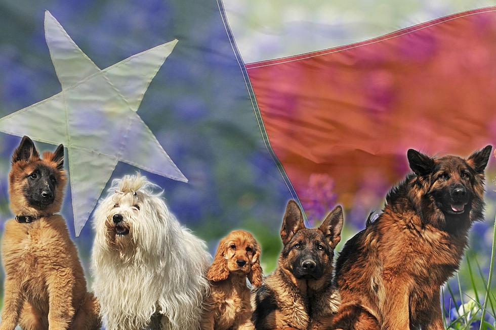 The Most Popular Dog Names of 2023 in Texas