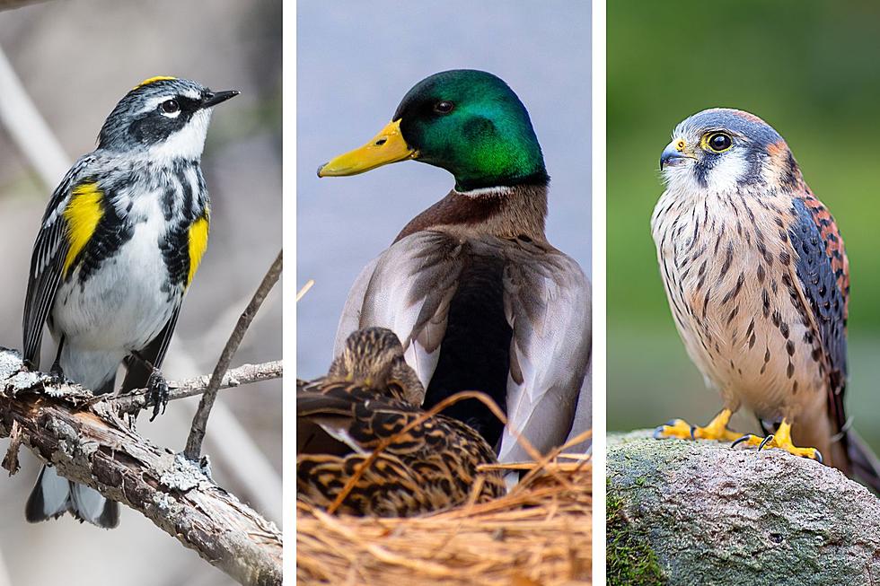 Most Commonly Seen Birds in Utah