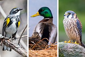 Most Commonly Seen Birds in Utah