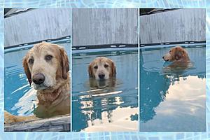 Pool Addicted Dog Chooses Swimming Over Listening To Owner