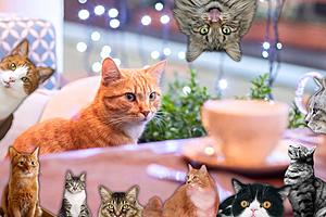 28 Adorable Cat Cafes You Need To Visit In the U.S. Just For...