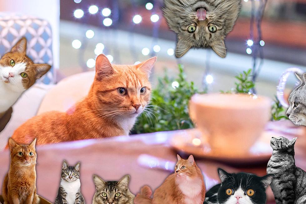 28 Adorable Cat Cafes With The Most Purr-fect Names