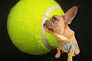 Vet Gives Stark Warning: Never Give Dogs Tennis Balls