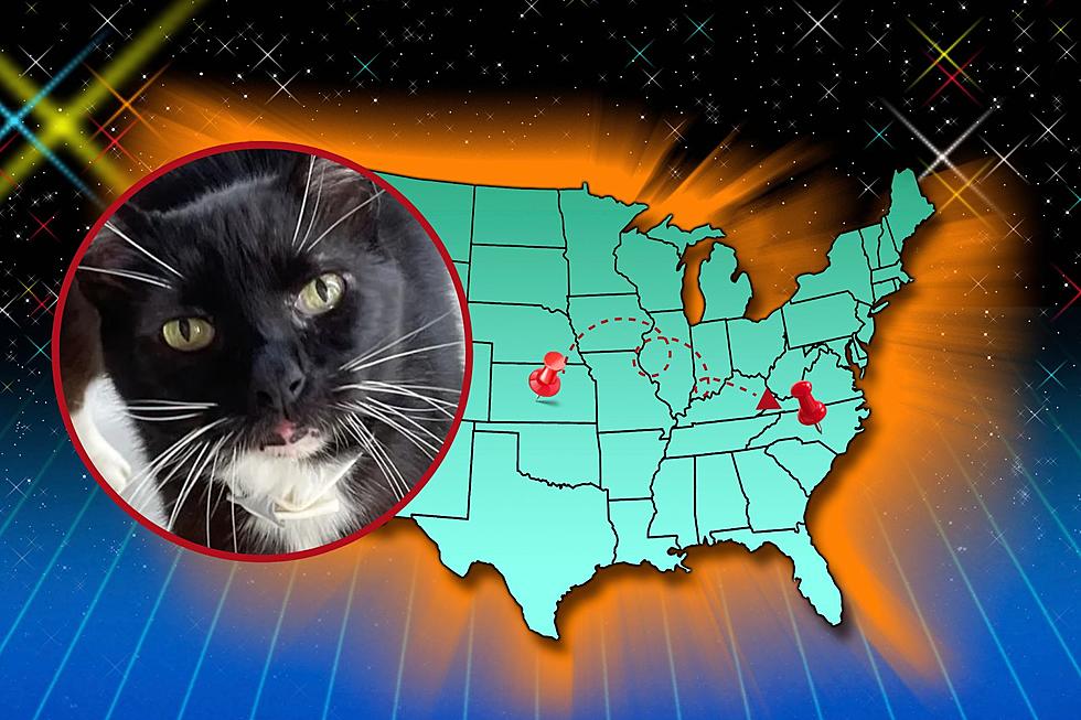 Missing Kansas Cat Found 10 Years and 1,000 Miles Later in N.C.
