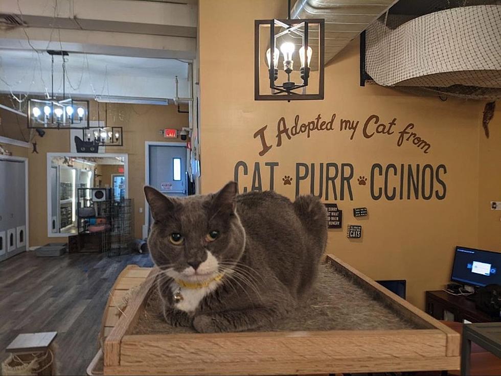 Catsbury Park cat cafe closed, cat rescue and adoption work continues