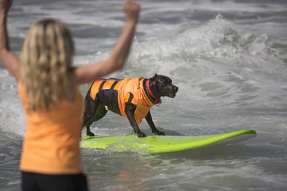 28 Pics That Prove Dogs Ride Surfboards Better Than Their Owners