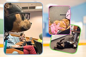 Paws Meet Paper: Cute Videos of Pets in Class We Can’t Resist