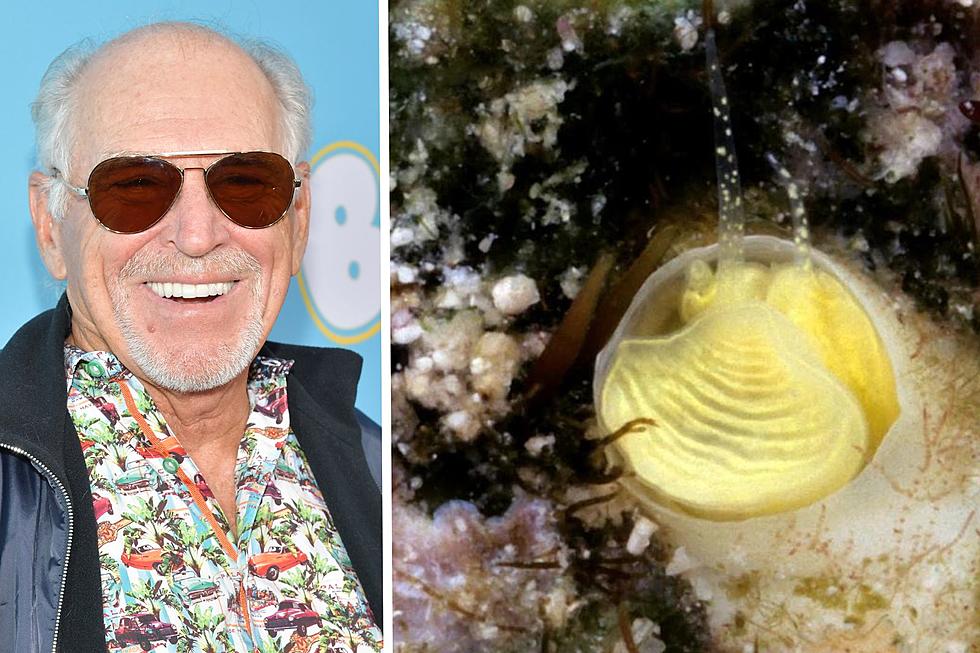 Snail Newly Discovered in Florida Named in Honor of Jimmy Buffett