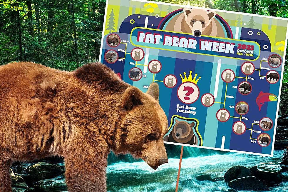 Fat Bear Week Champion Crowned Following Record Vote Totals