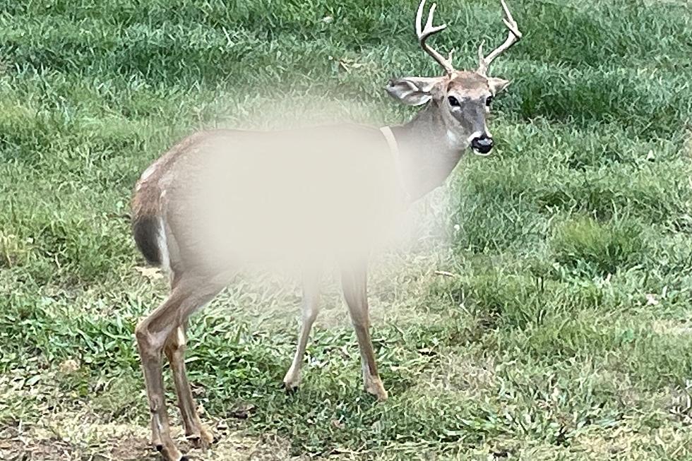 Deer With Message Painted on Side Prompts Warning From Wildlife Officials