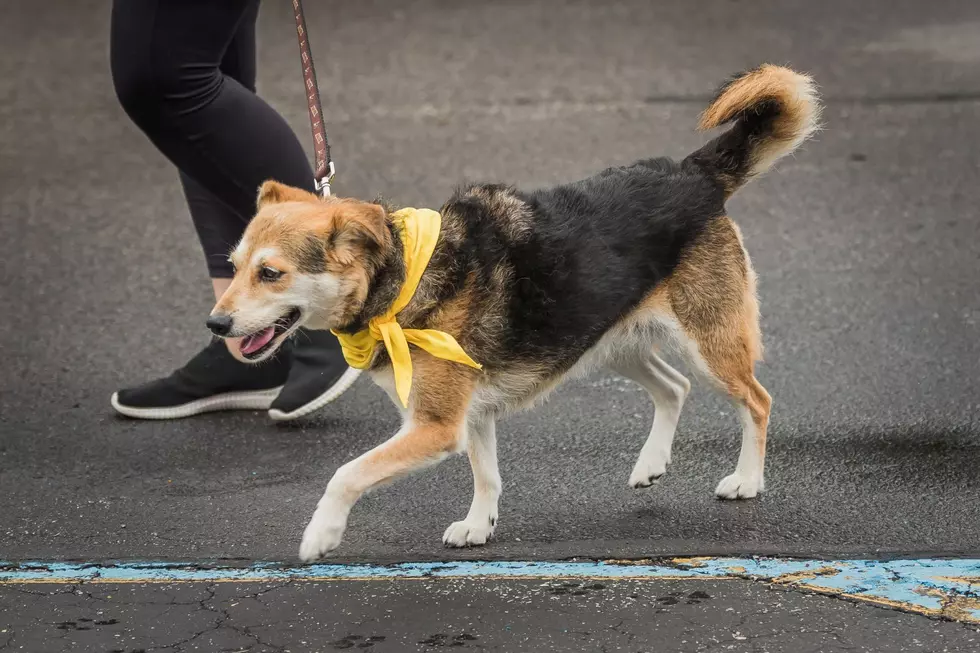 Why You Shouldn't Approach a Dog with a Yellow Ribbon or Bandana