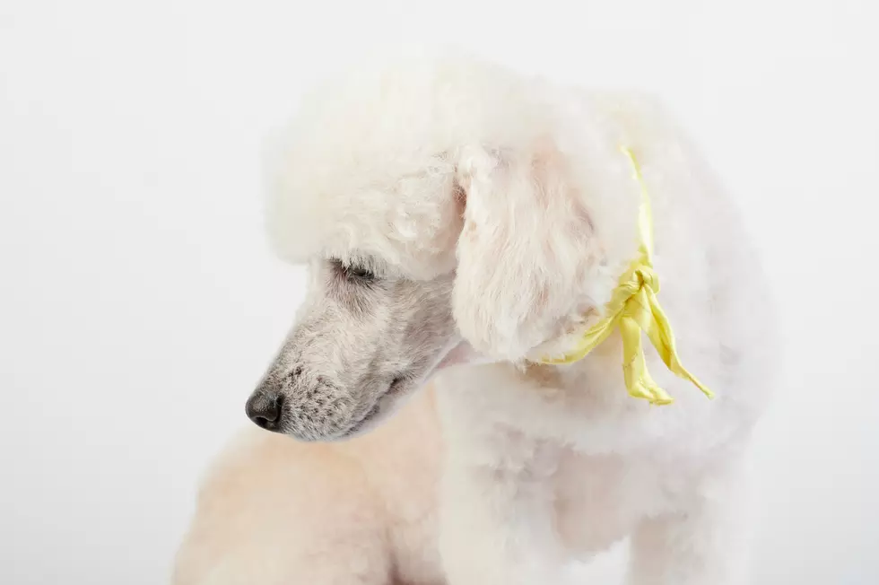 Toy poddle dog