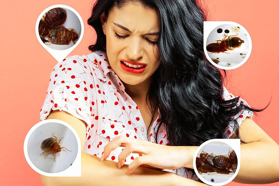Every Place You're Not Checking for Bedbugs, but Probably Should
