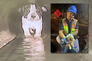 Crew’s Daring Rescue Saves Adorable Pup Trapped in Sewer Main