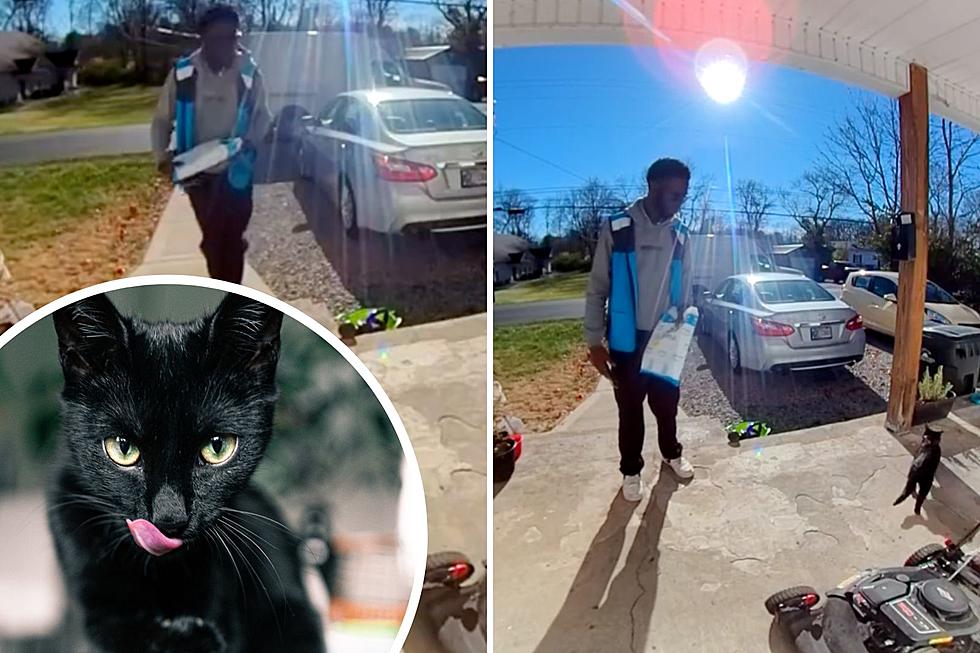 Meet the Adorable Cat Who Says 'Hello' to Delivery Drivers