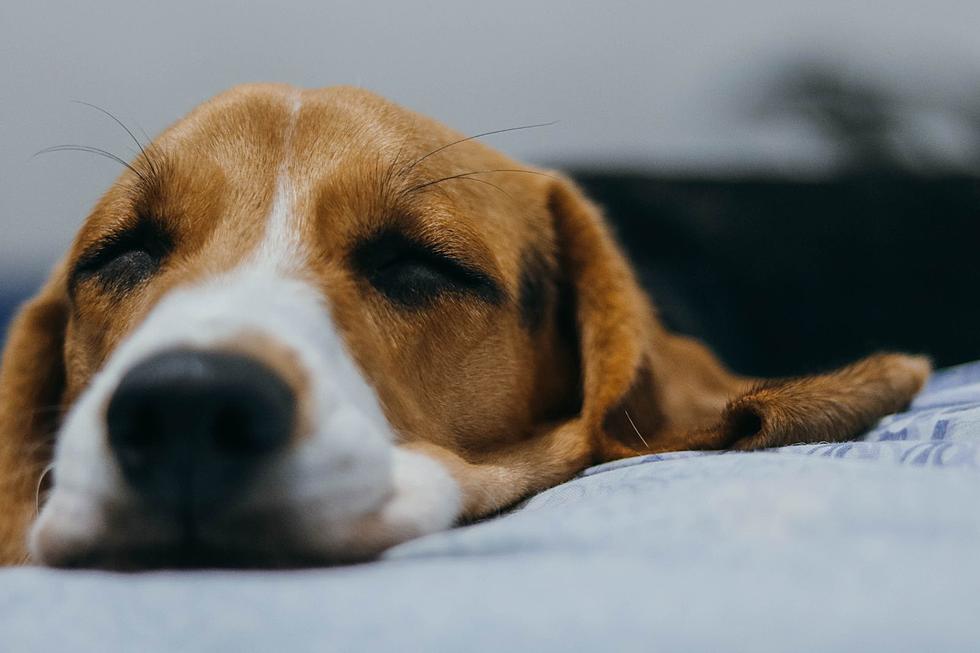 Researchers Believe They Found What&#8217;s Causing the Mysterious Dog Illness Nationwide