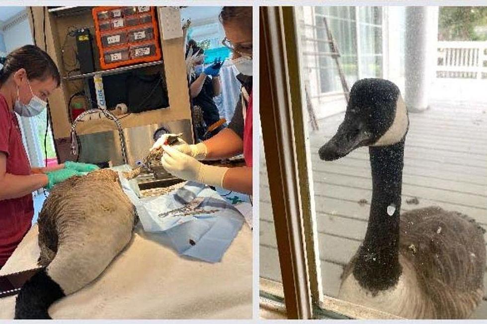 Goose Taps Beak on Door of Wildlife Center Where Her Mate Is