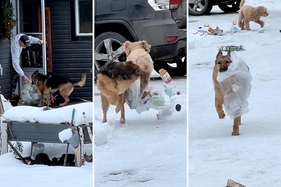 Garbage-Fetching Dog Becomes Internet Darling After Viral Mishap