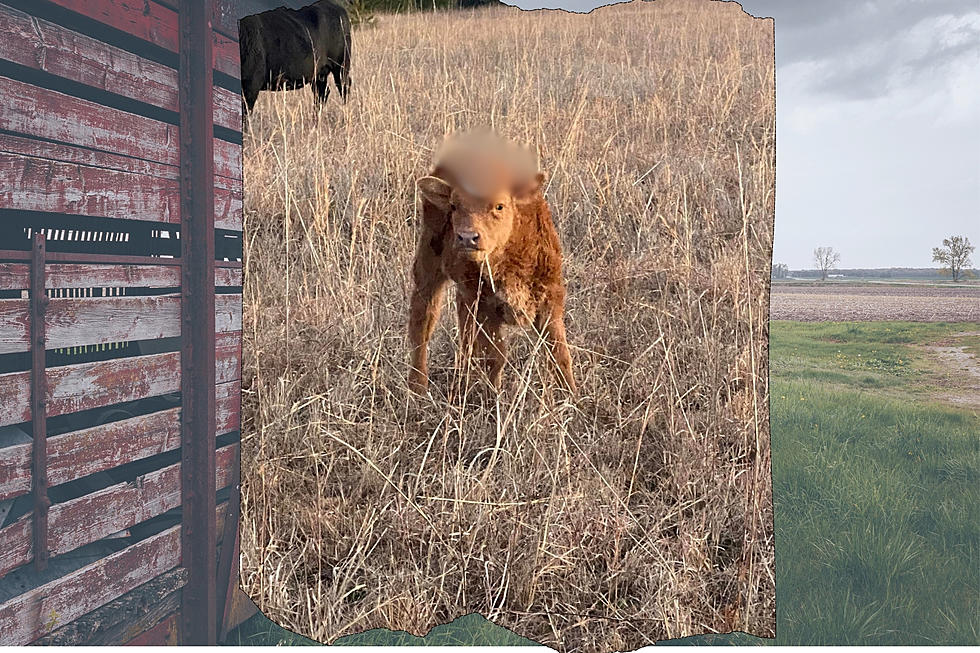 Oklahoma Cow Born With Heart On His Head Goes Viral