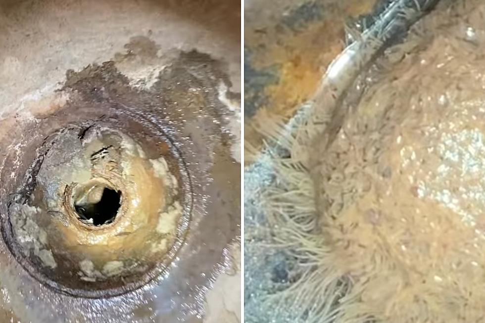 Creepy Crawlies: Homeowner Finds &#8216;Monster&#8217; in Basement Drain of Pittsburgh Home