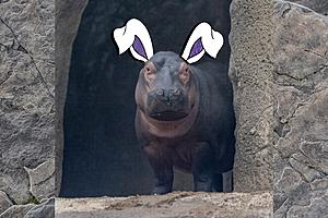 Hippo at Ohio Zoo Making Campaign to be Next Cadbury Bunny