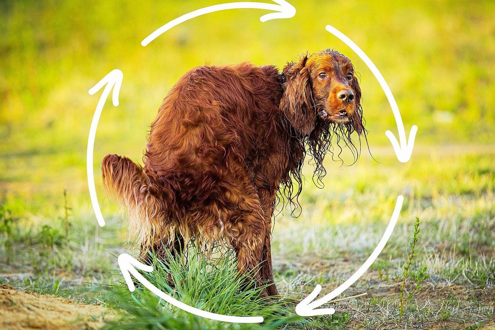 Why Do Dogs Spin in Circles Before Pooping? Magnetic Fields