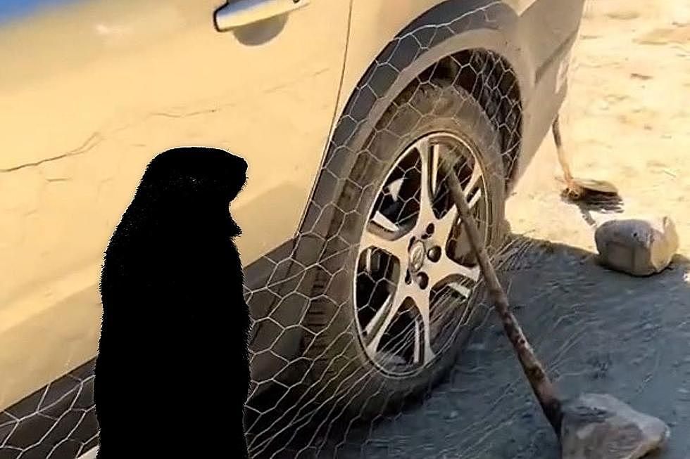 Why Are People Wrapping Cars With Chicken Wire?