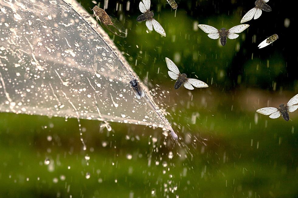That's Not Rain: How Cicada Pee Will Shower the U.S.