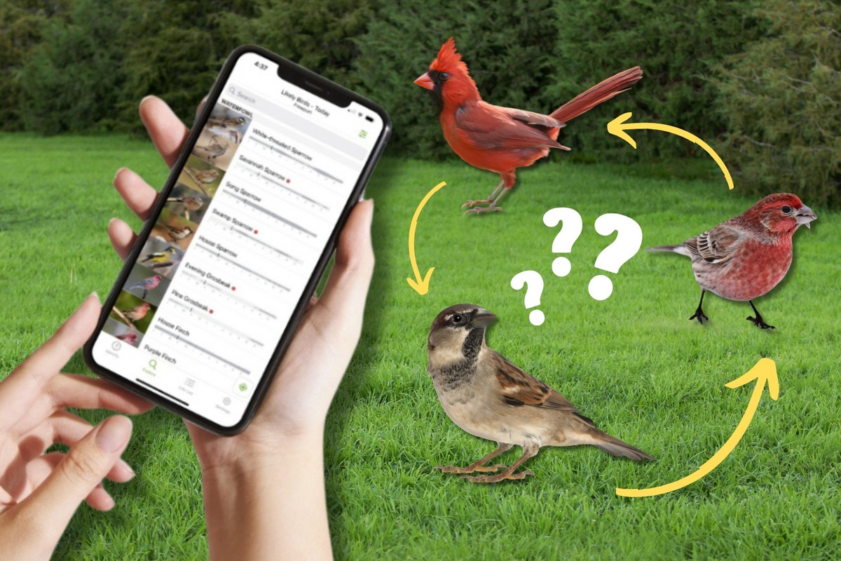 Merlin Bird ID App Identifies Birds Just by Their Sound
