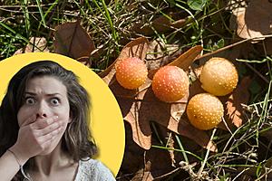 CREEPY: Those Cute Little Apples You See in the Woods Are Not...