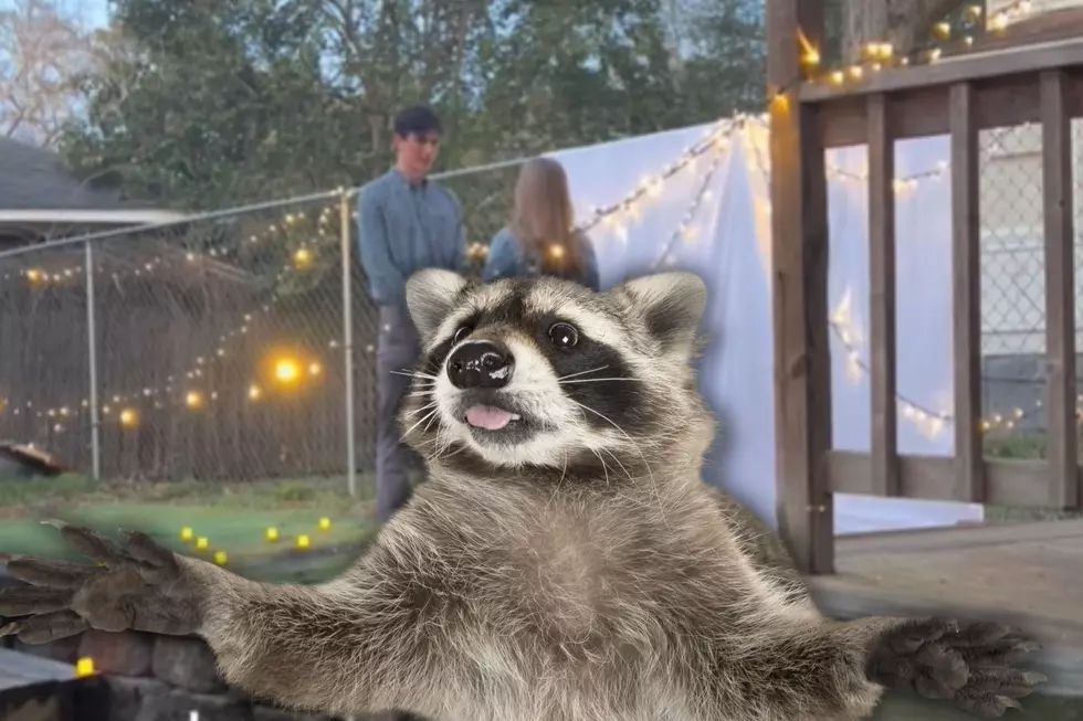 WATCH: Curious Raccoon Steals the Show During a Marriage Proposal