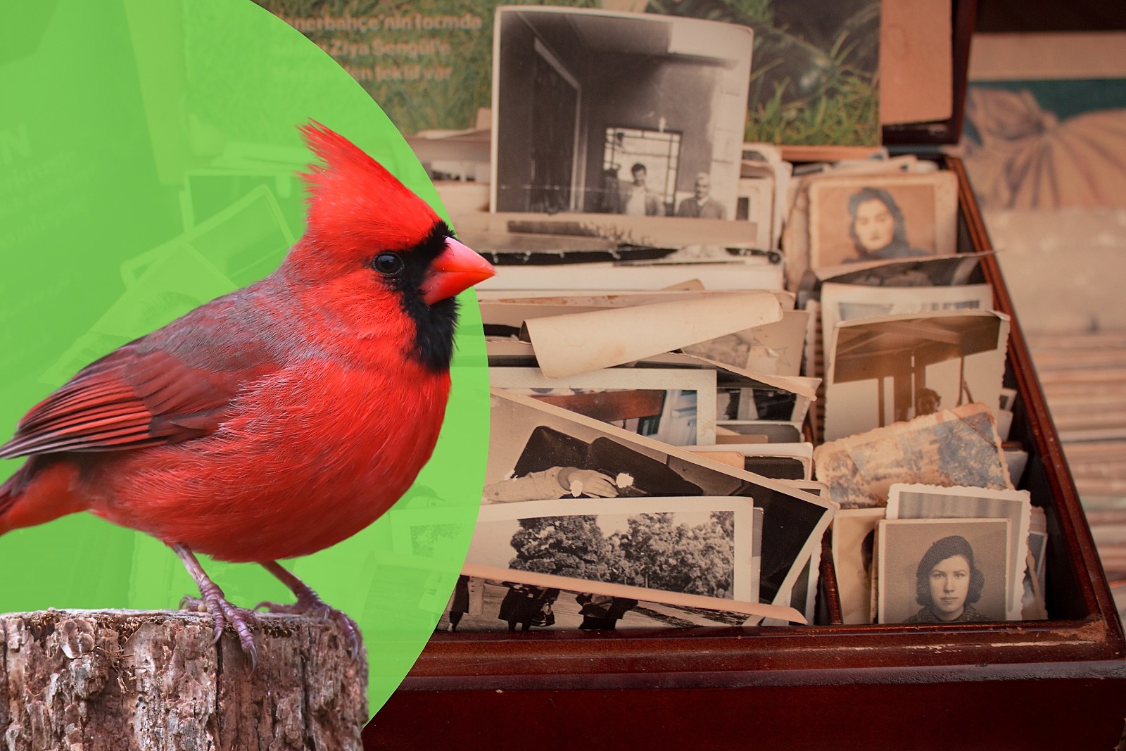 What Does It Mean When You Are Visited by a Cardinal?