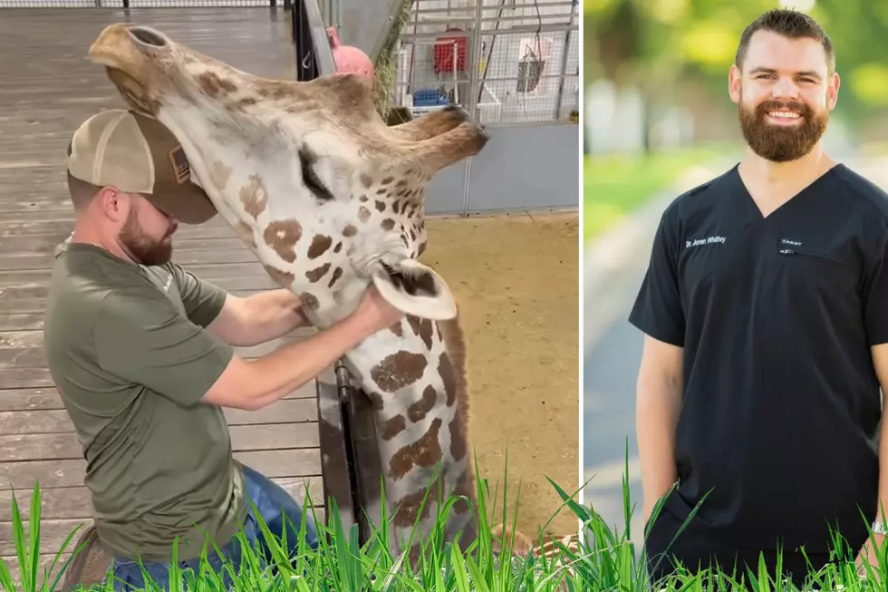 Giraffe Snuggles With Chiropractor After Most Adorable Adjustment